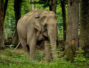 elefant-indien