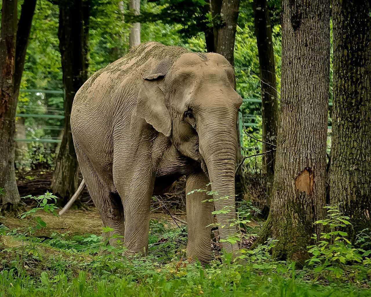 elefant-indien